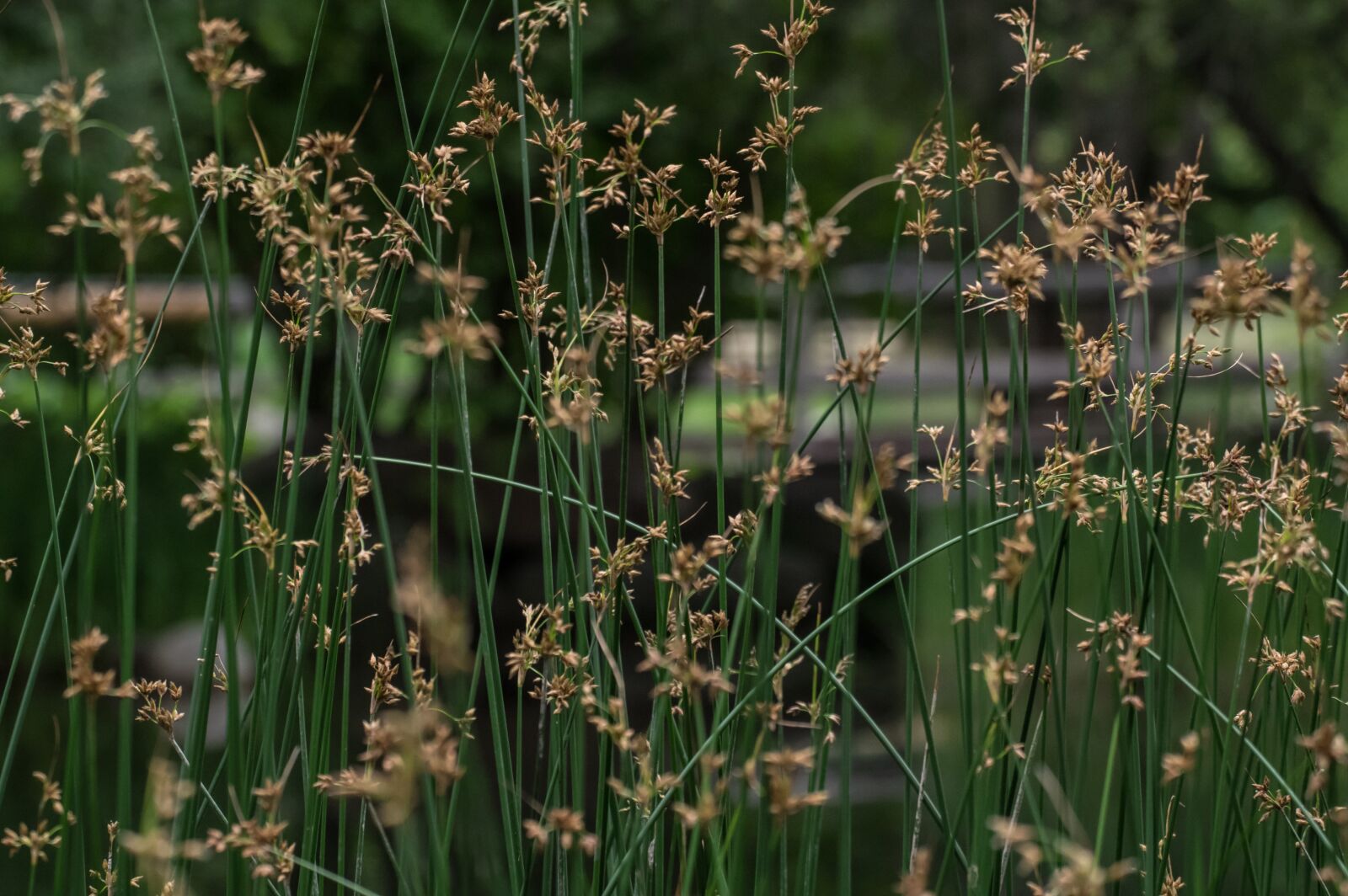 Pentax K-3 sample photo. Grasses, nature, landscape photography