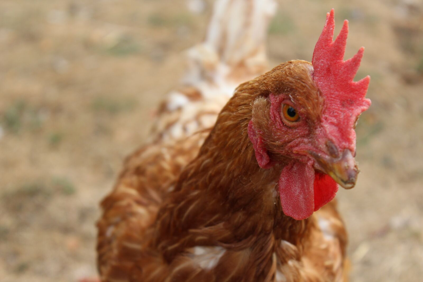 Canon EOS 1200D (EOS Rebel T5 / EOS Kiss X70 / EOS Hi) sample photo. Hen, crete, farm photography