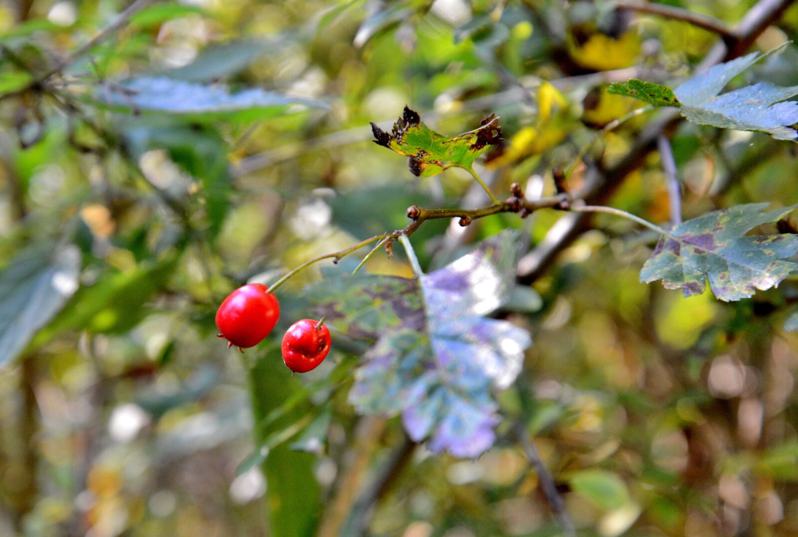Nikon D600 sample photo. Berries, sheet, tree photography