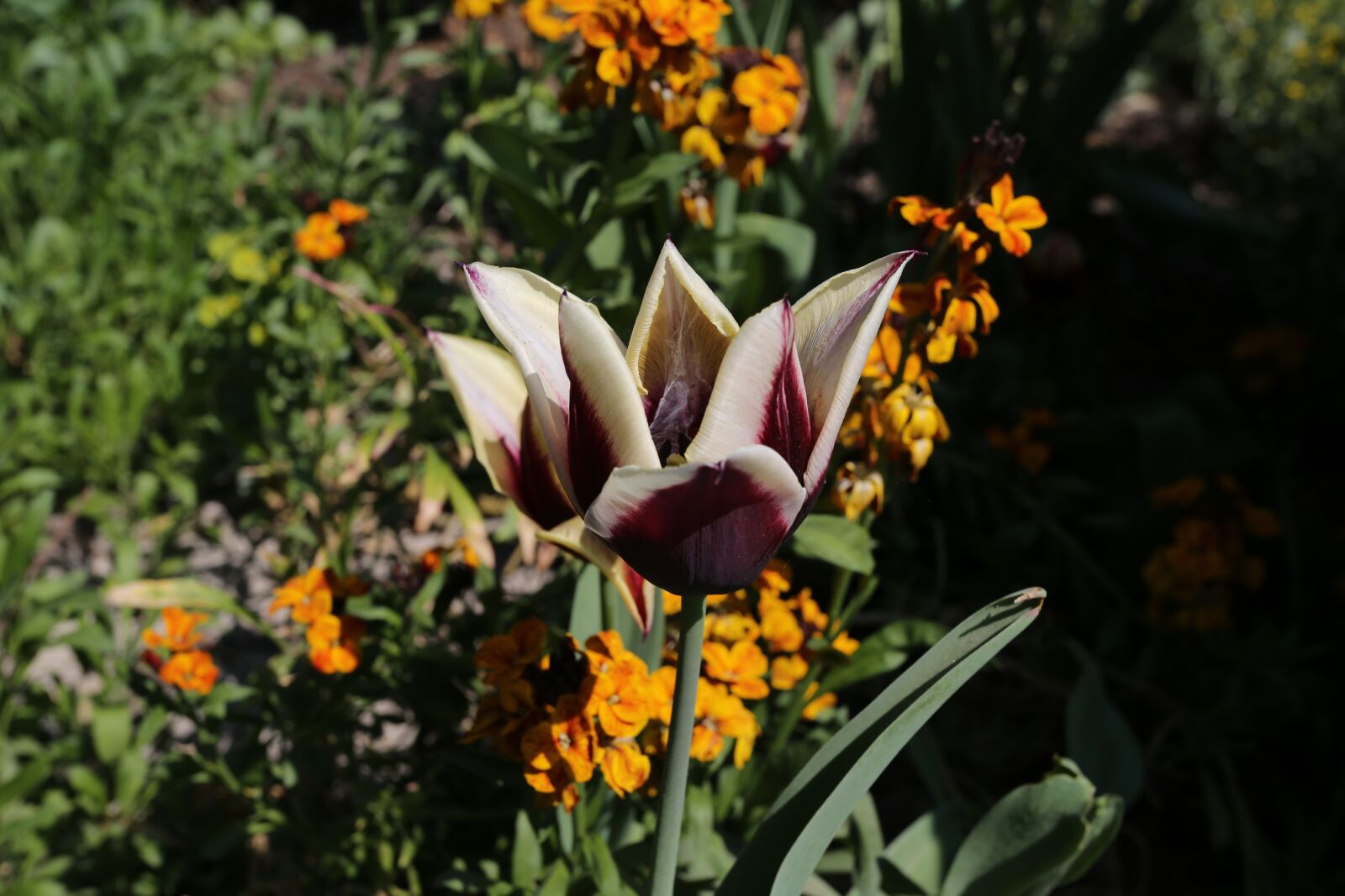 Canon EF 17-40mm F4L USM sample photo. Flower, plant, nature photography