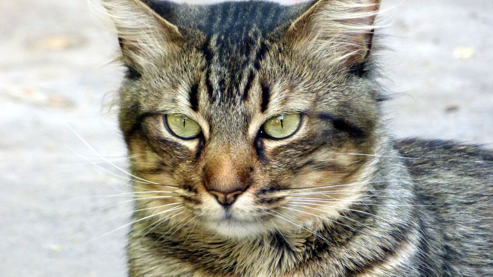 Panasonic Lumix DMC-FZ70 sample photo. Cat, look, feline look photography
