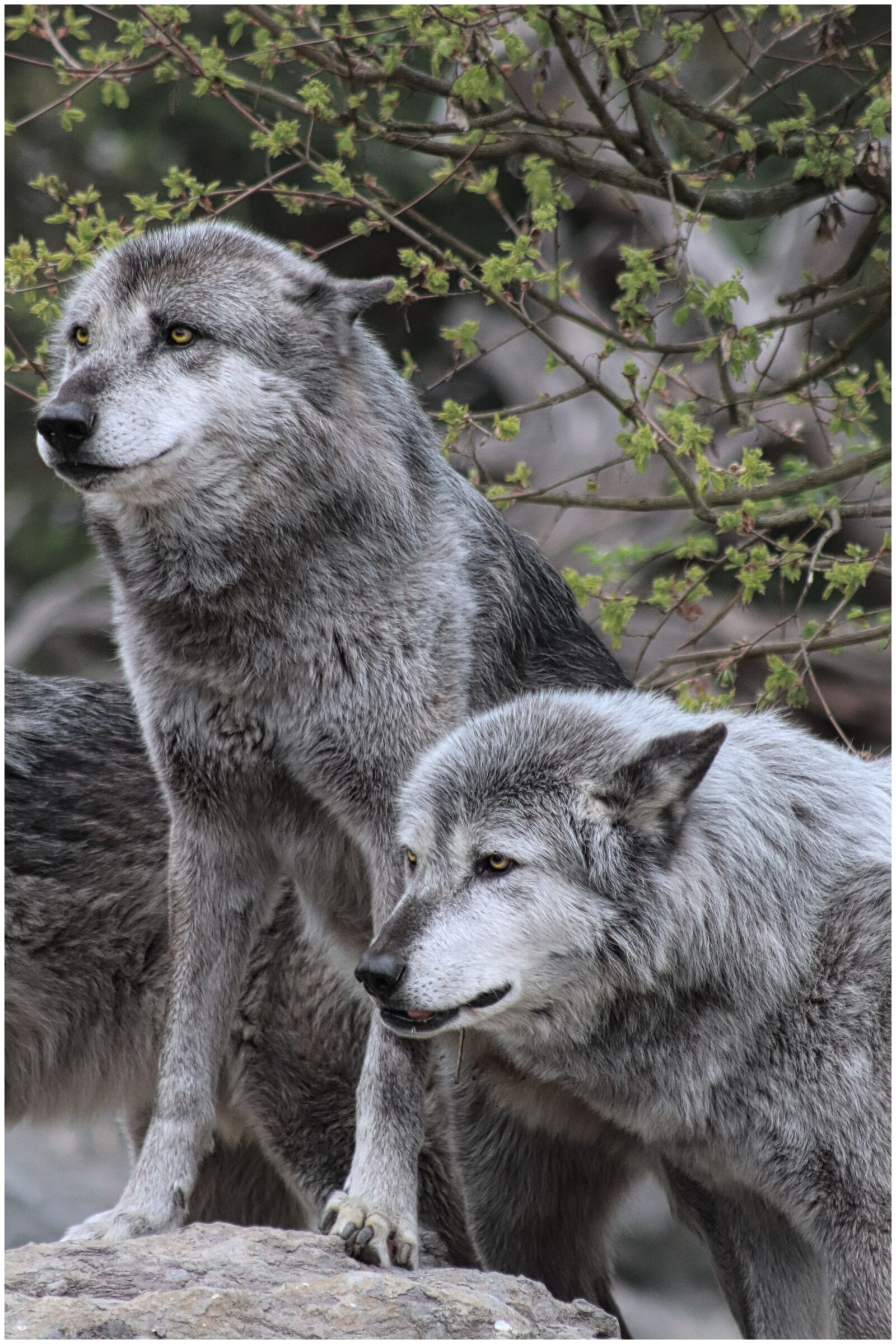 Canon EF75-300mm f/4-5.6 sample photo. Wolf, wolves, grey photography