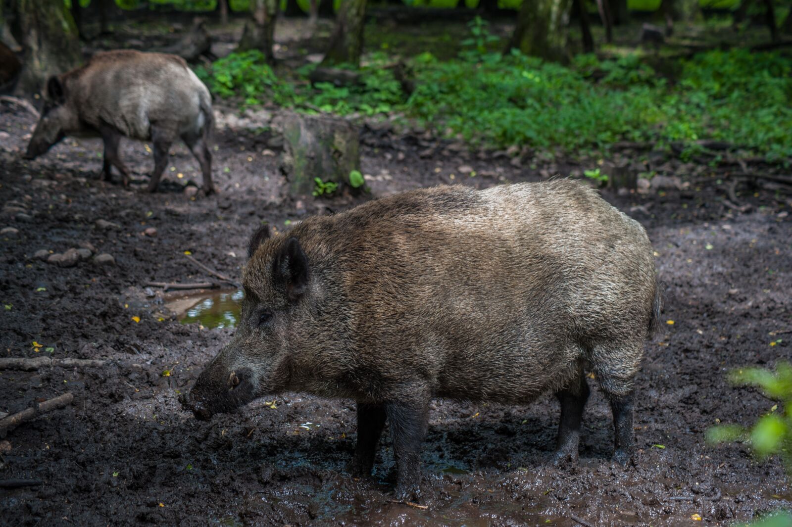 Nikon D700 sample photo. Boar, tooth, male photography