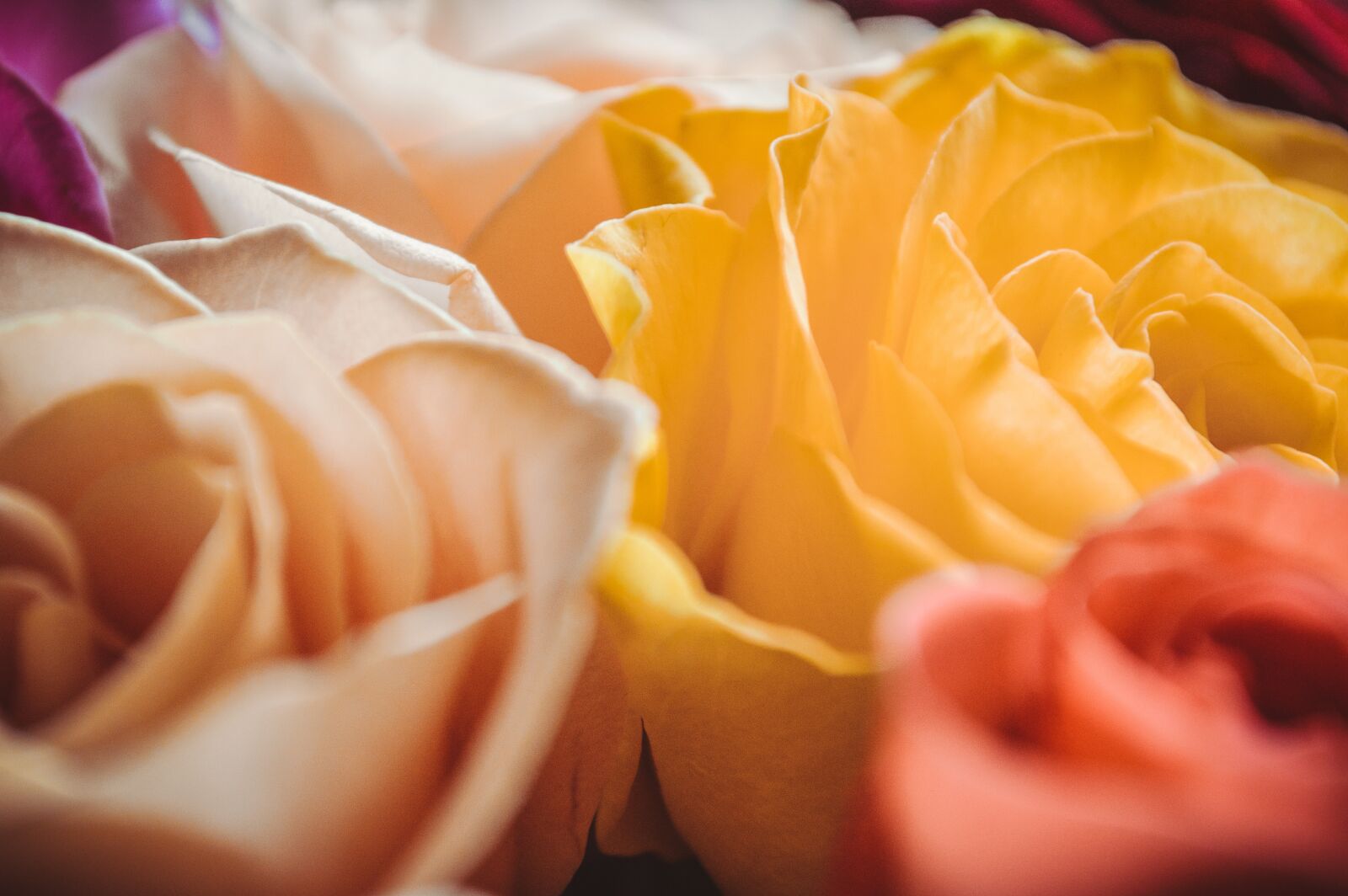 Nikon D3200 sample photo. Delicate roses, petals close-up photography