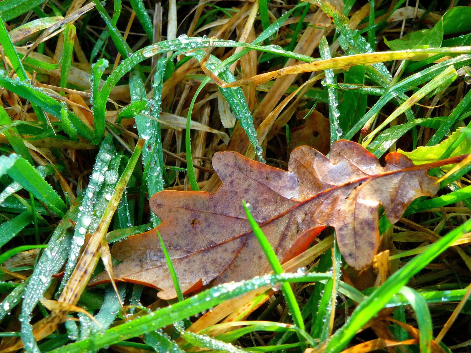 Panasonic Lumix DMC-TZ5 sample photo. Leaf, plant, natural photography