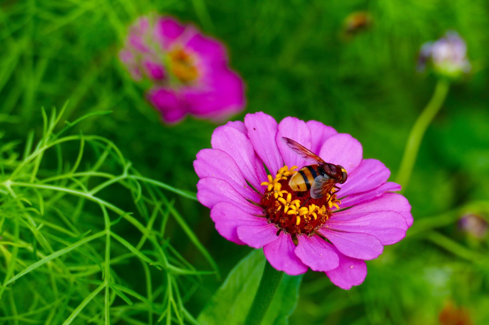 Panasonic Lumix DMC-FZ1000 sample photo. Flower, pink, bee photography