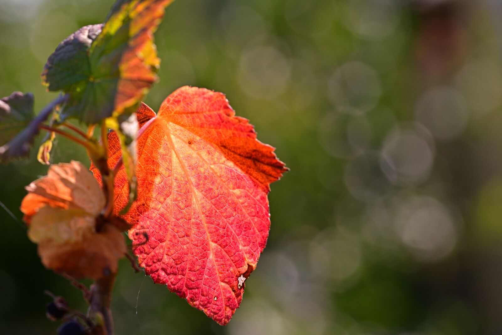 Nikon D5200 sample photo. Leaf, coloring, colorful photography