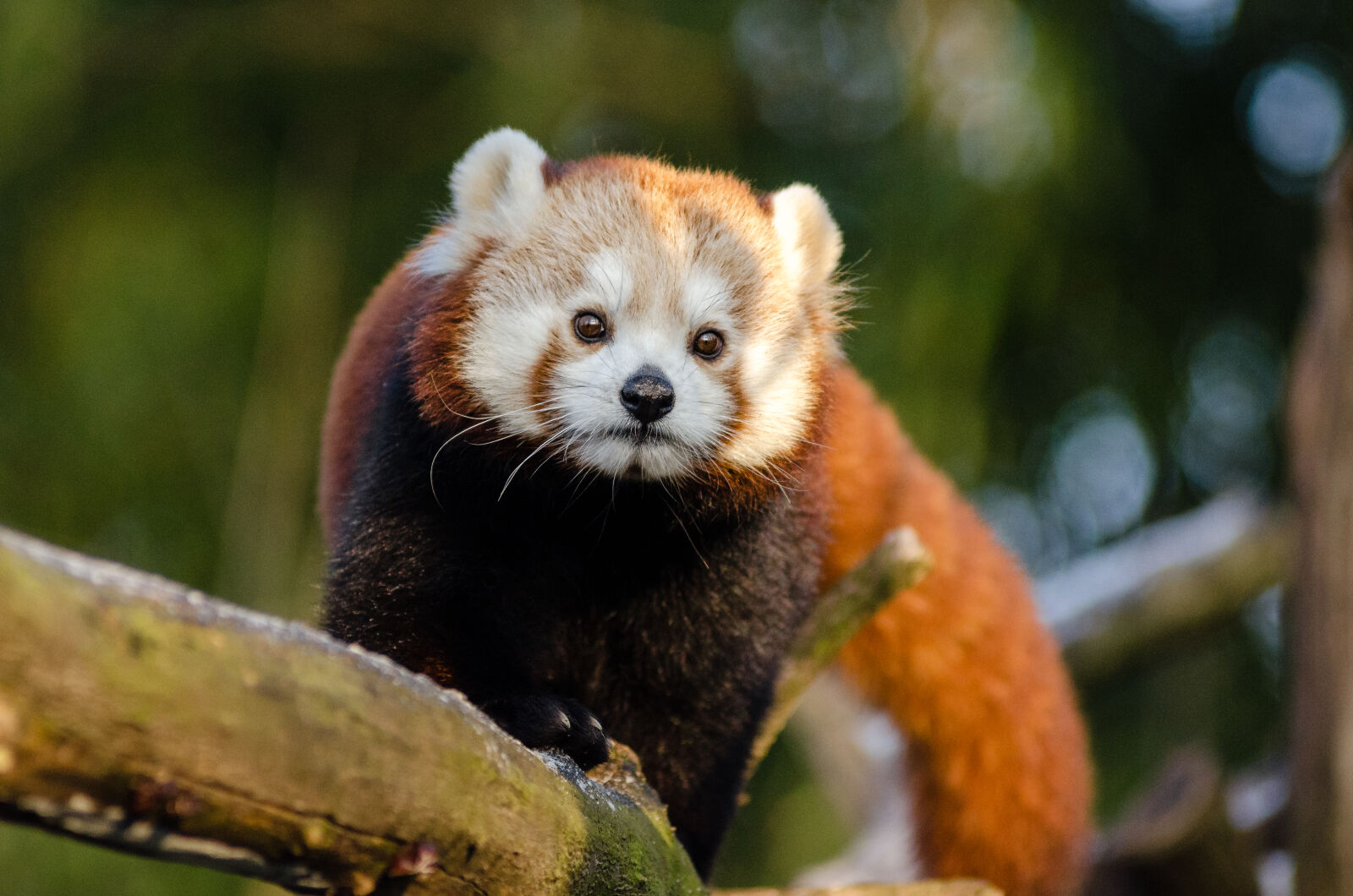 AF Zoom-Nikkor 80-200mm f/2.8 ED sample photo