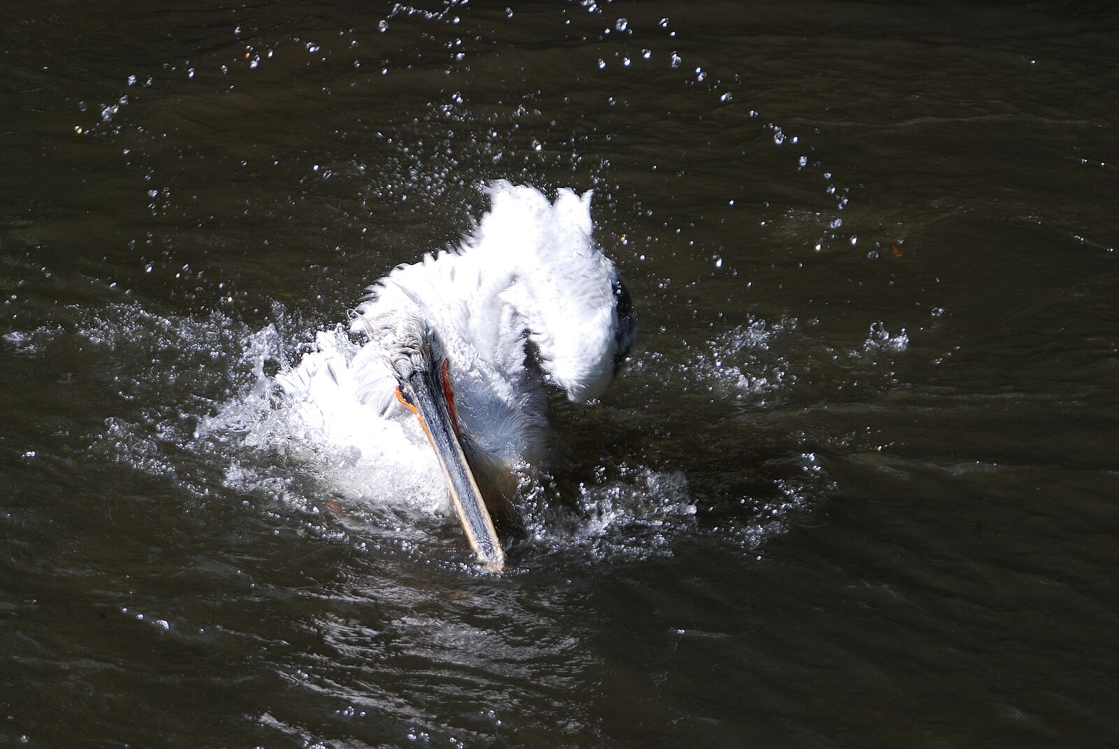 Nikon D80 sample photo. Bird, nature, swim photography
