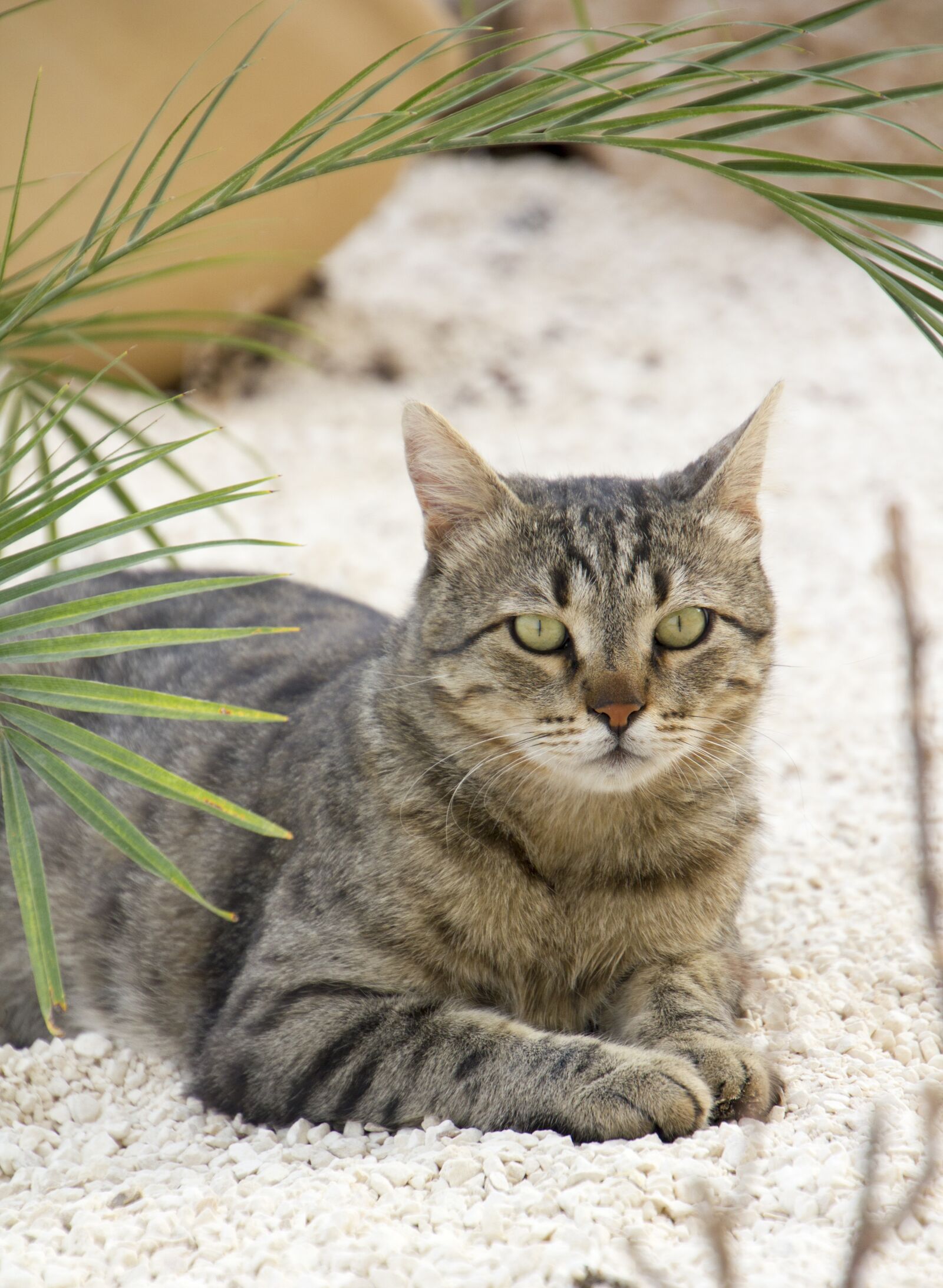 Canon EOS 550D (EOS Rebel T2i / EOS Kiss X4) sample photo. Cat, pet, animal photography