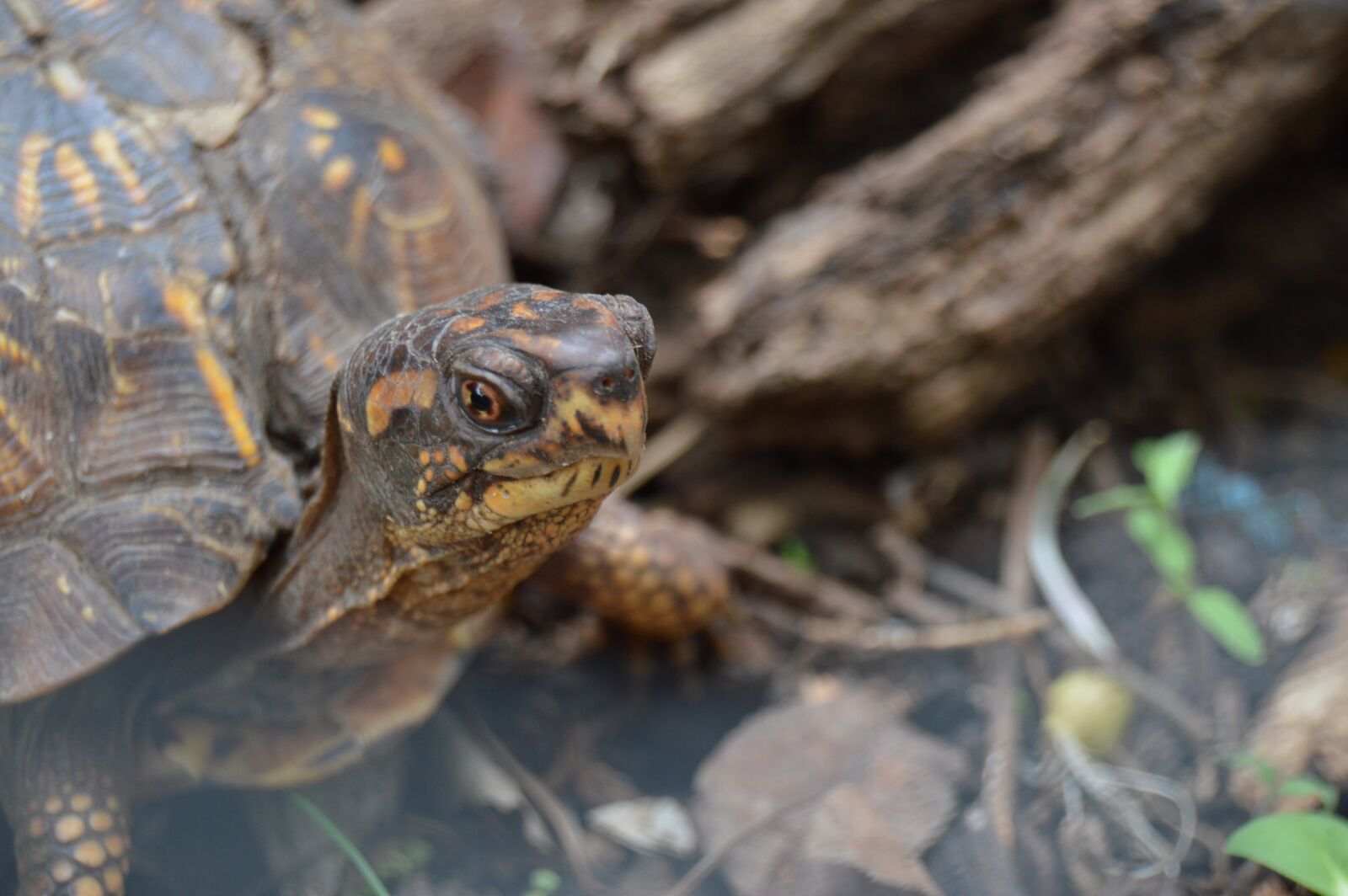 Nikon D3200 sample photo. Turtle, woods, natural photography