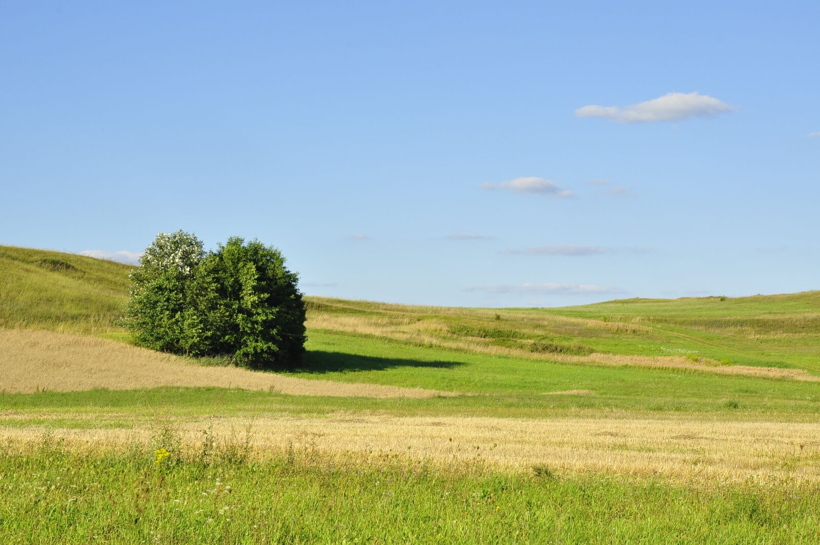 Nikon D90 sample photo. Nature, tree, the environment photography
