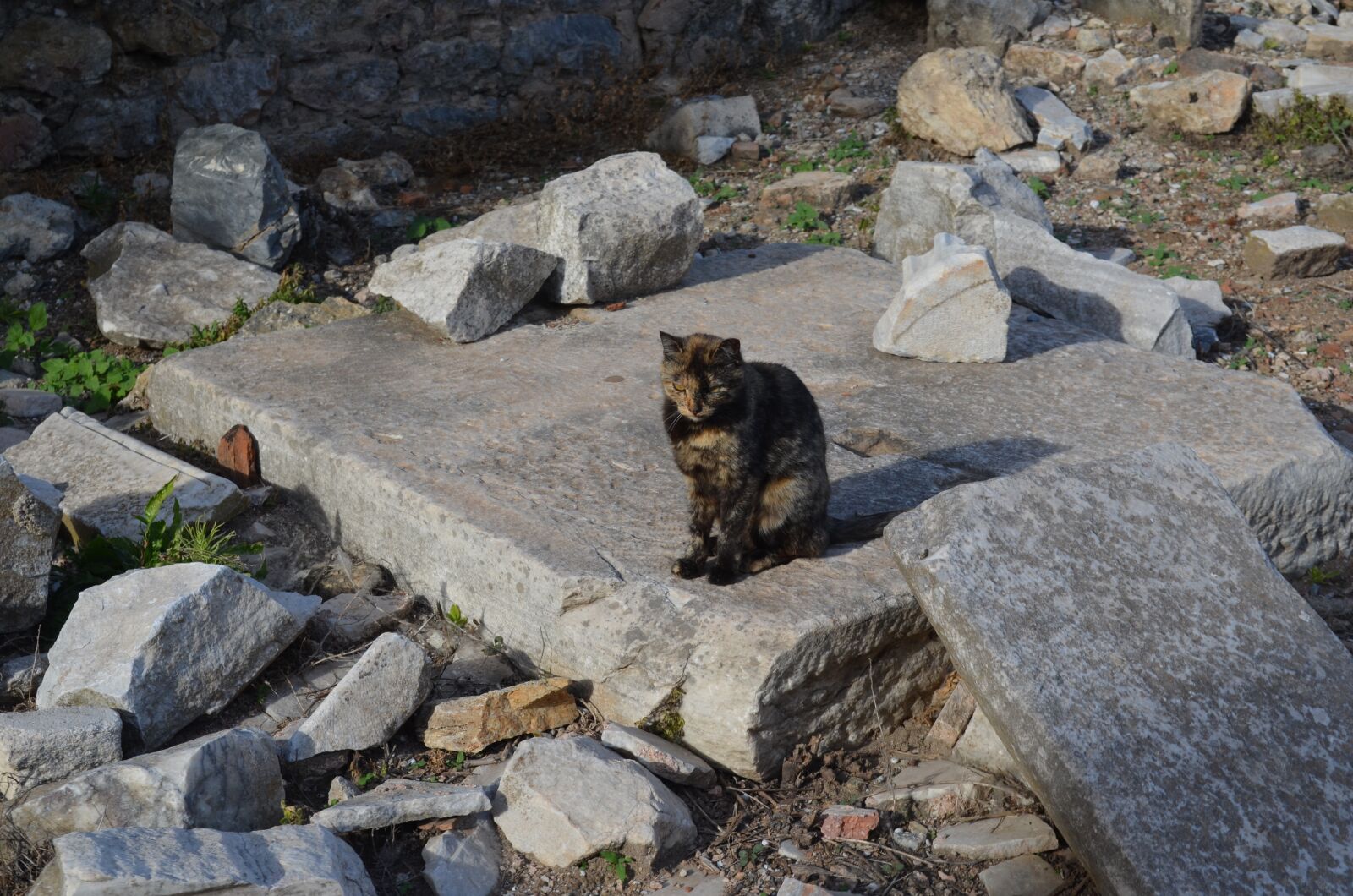 Nikon D5100 sample photo. Cat, ephesus, stone photography