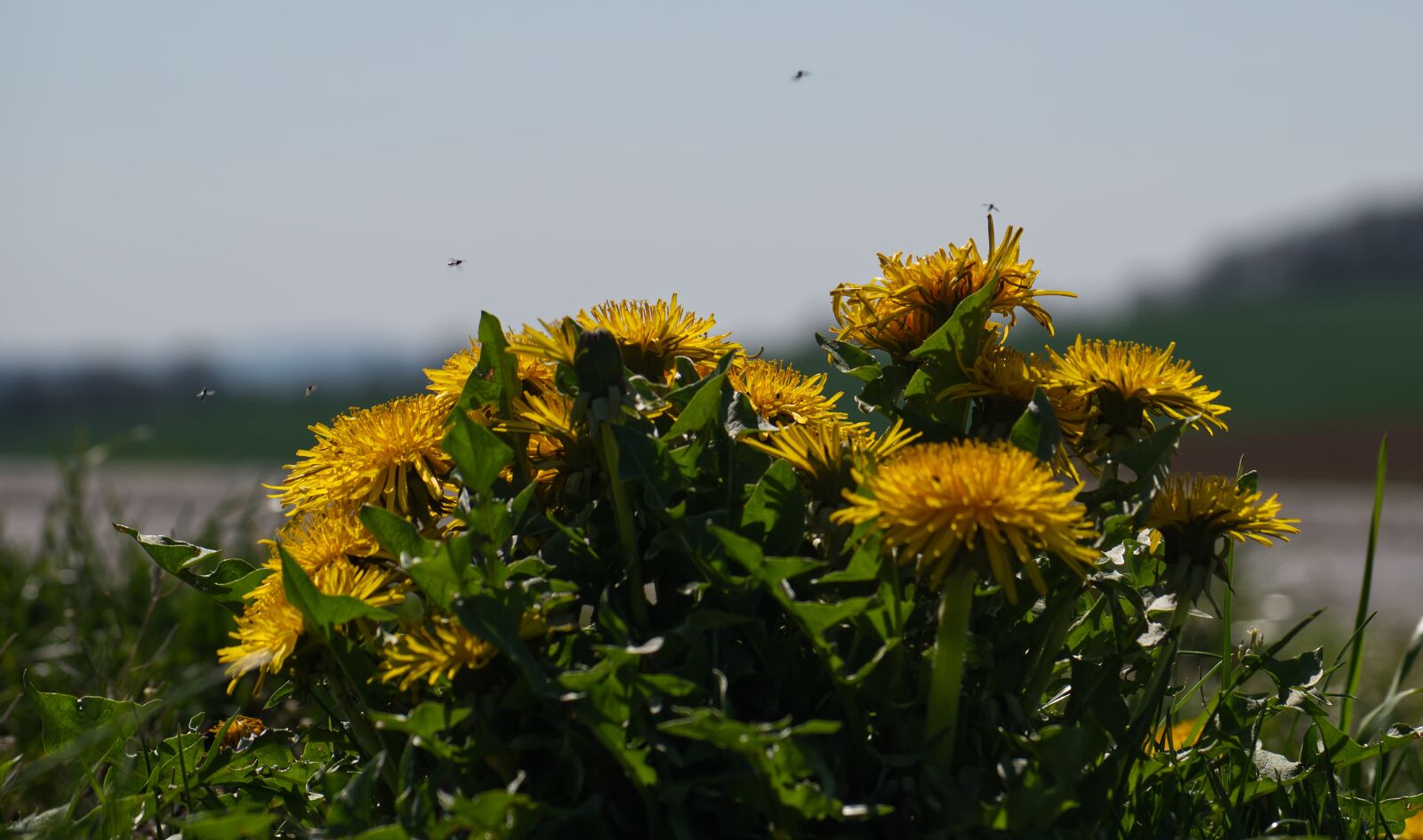 Nikon D5500 sample photo. Dandelion, blossom, bloom photography