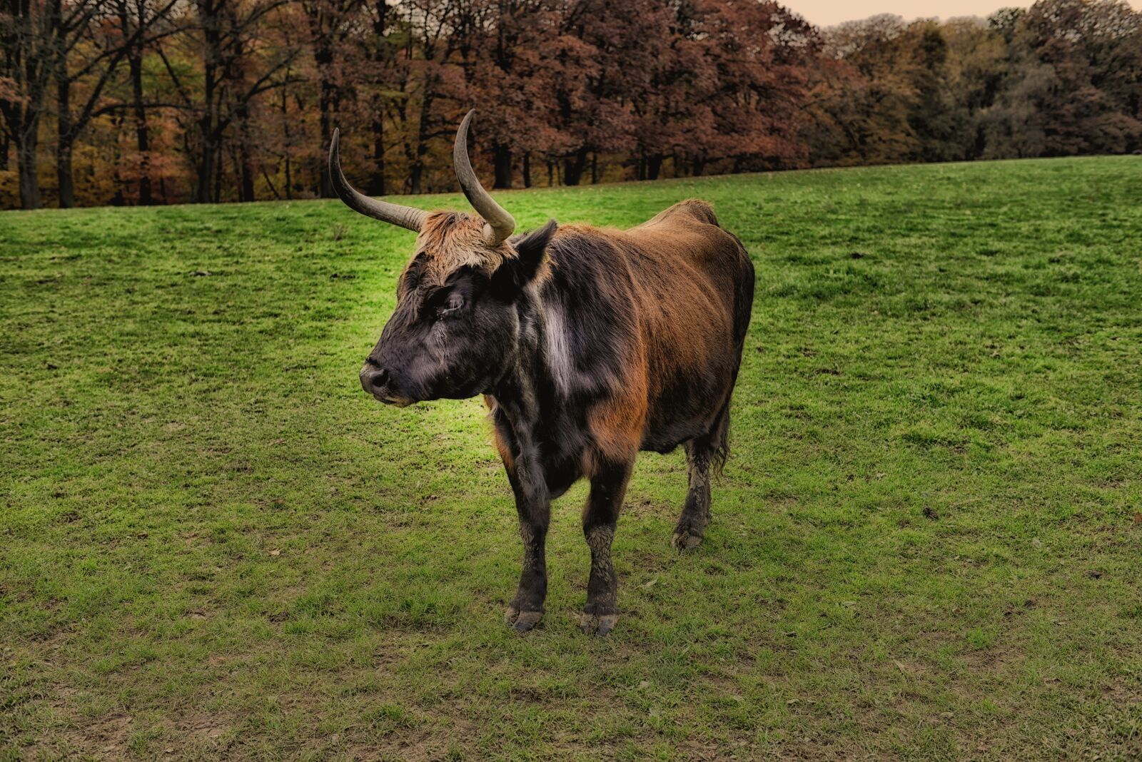 Nikon D800 sample photo. Wisent, neanderthal, neanderland photography