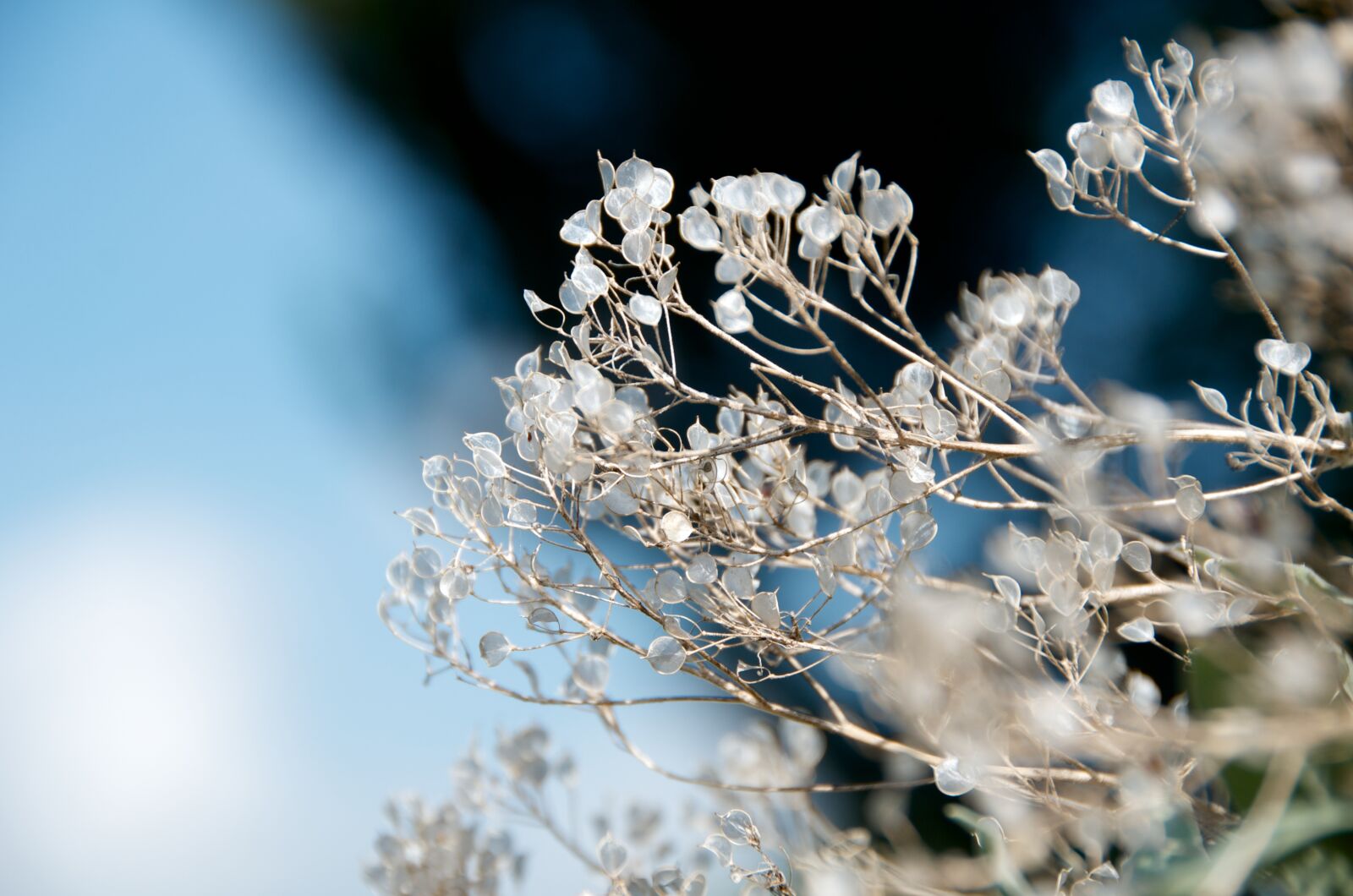 Nikon D7000 sample photo. Flower, nature, botanical photography