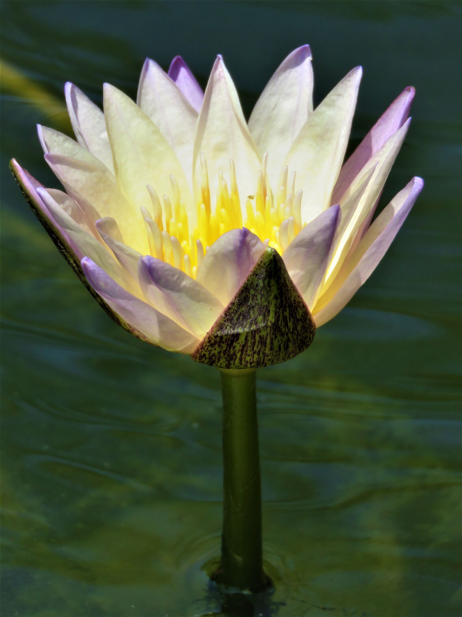 Canon PowerShot SX60 HS sample photo. Lotus, flower, pond photography