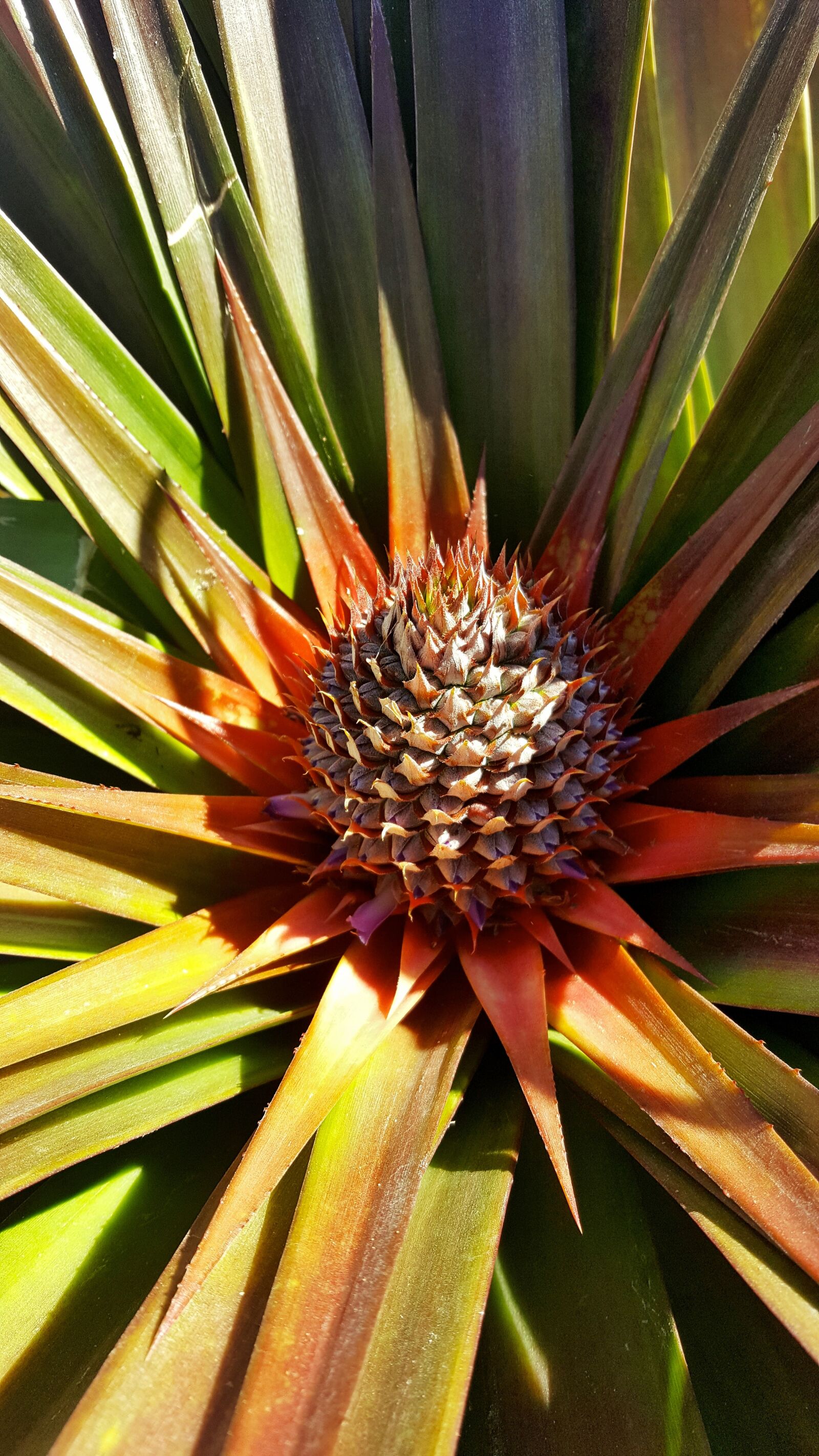 Samsung Galaxy S6 sample photo. Plant, flower, pineapple photography