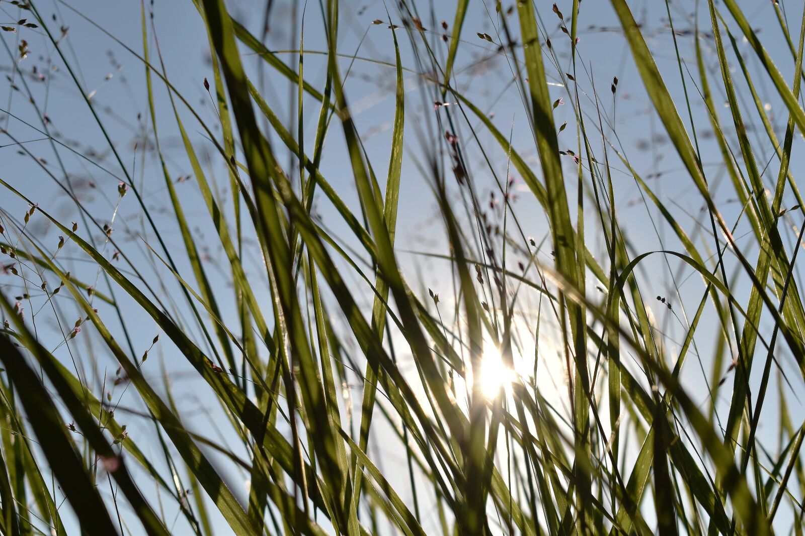Nikon D5500 sample photo. Grass, sky, nature photography