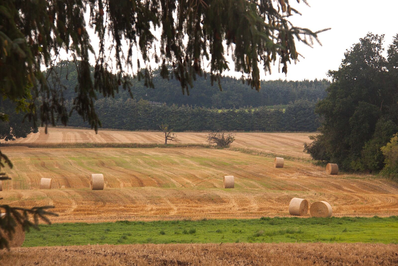 Canon EOS 50D sample photo. Harvest, field, hay-balls photography