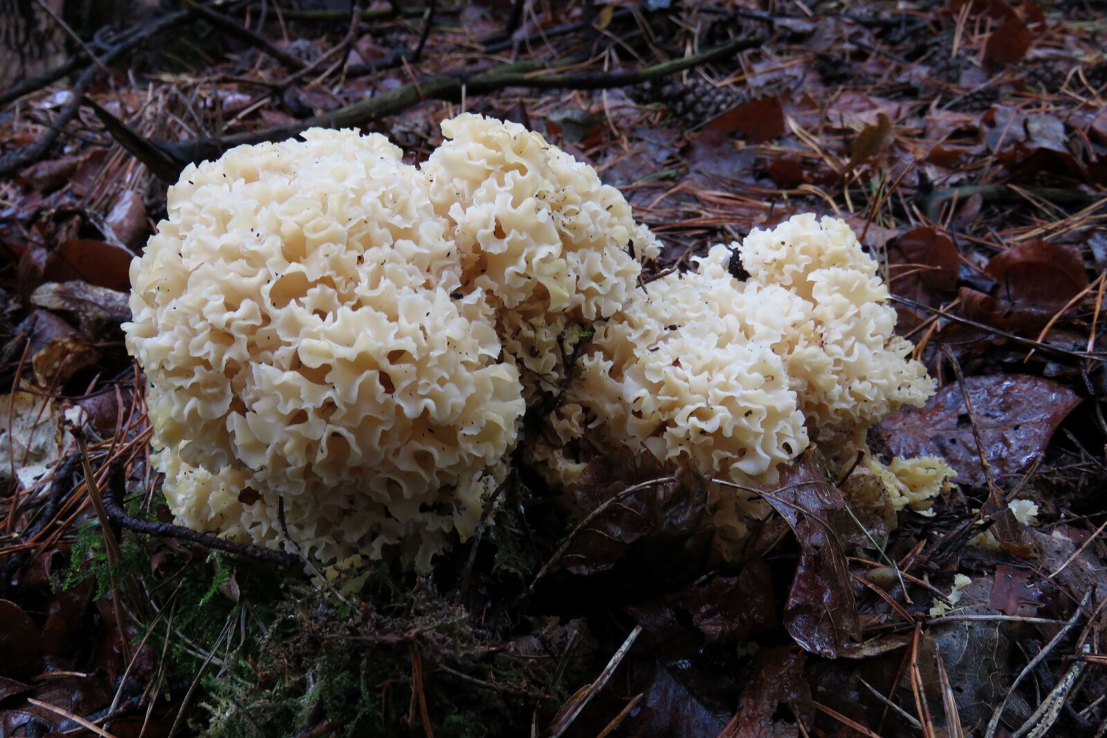 Canon PowerShot SX60 HS sample photo. Fungi, forest, autumn photography