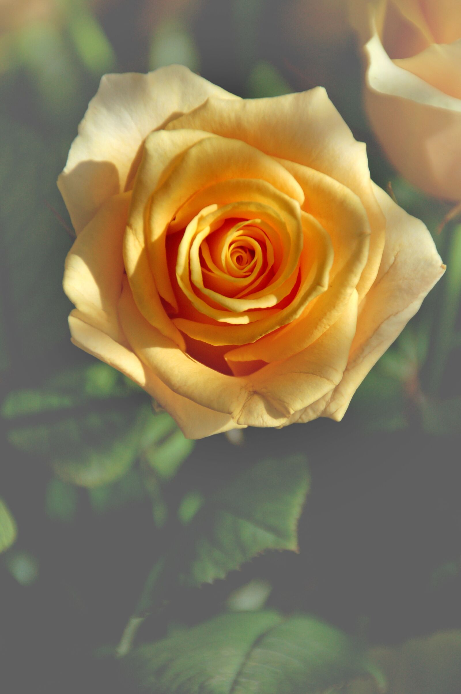 Nikon D50 sample photo. Rose, yellow, romantic photography