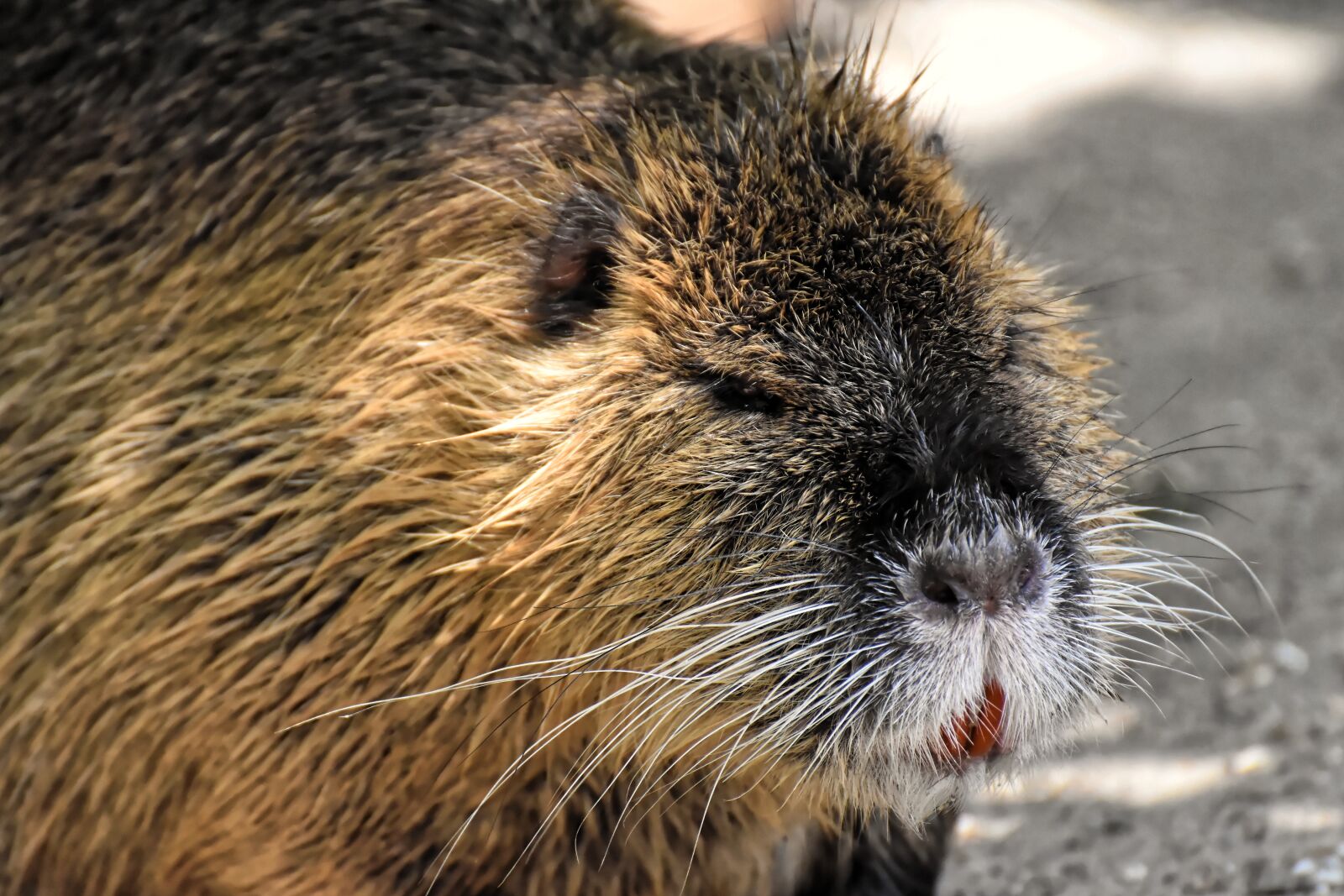 Nikon D7200 sample photo. Nutria, water rat, water photography