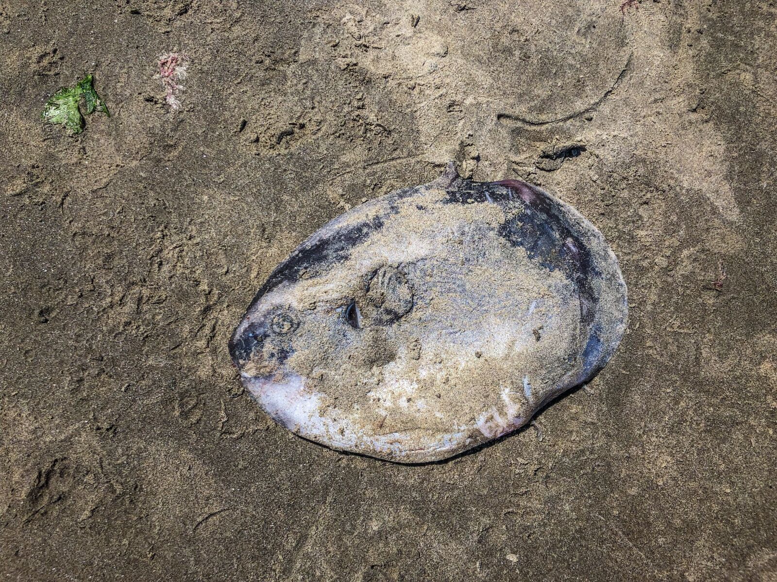 Apple iPhone X sample photo. Ocean, sunfish, sand photography