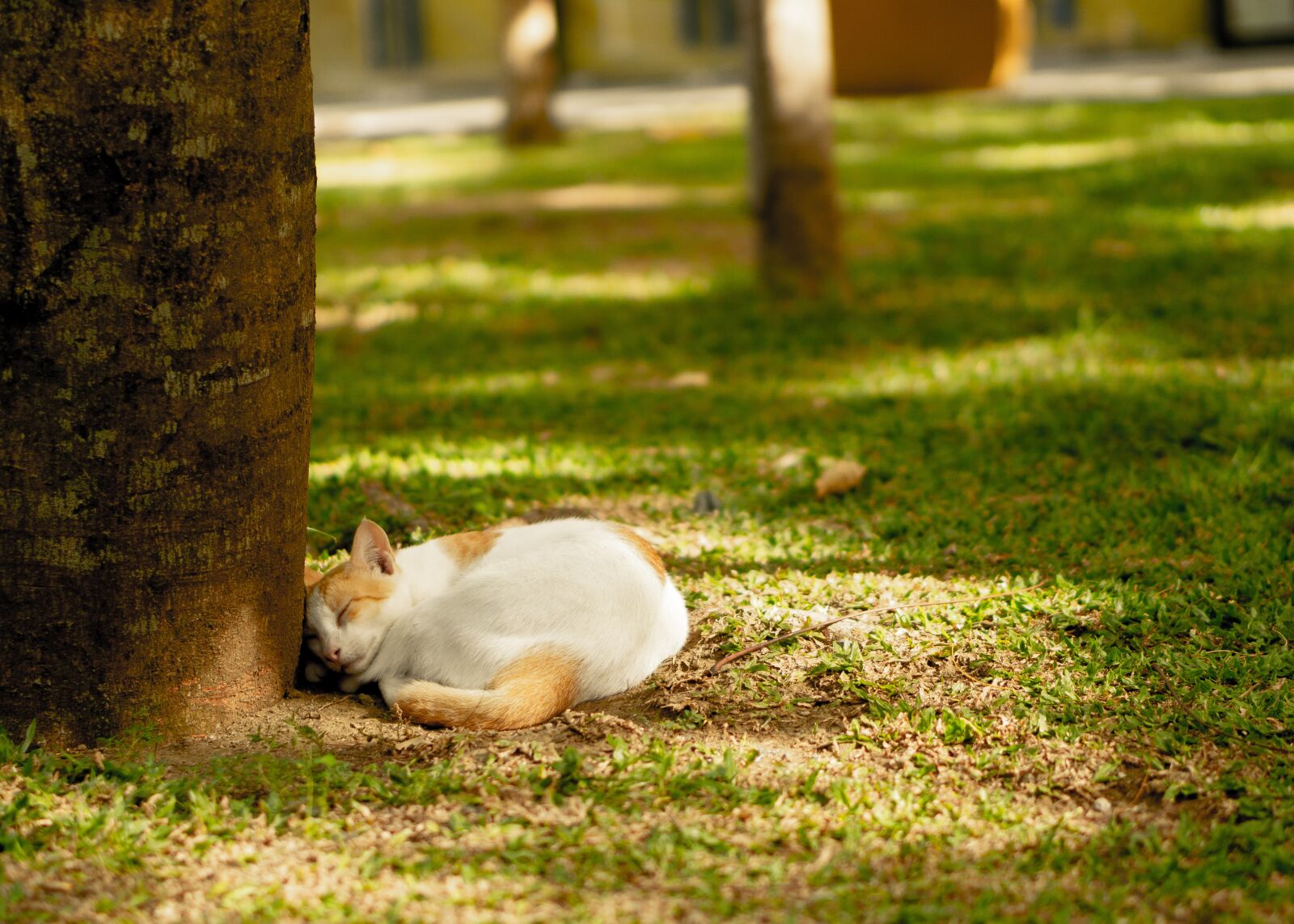 E 50mm F1.8 OSS sample photo. Cat, animal, kitten photography