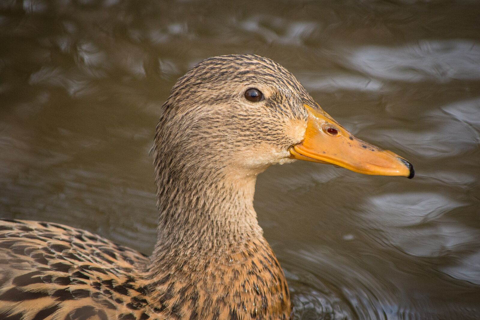 Nikon D7200 sample photo. Ducks, mallards, landscape photography