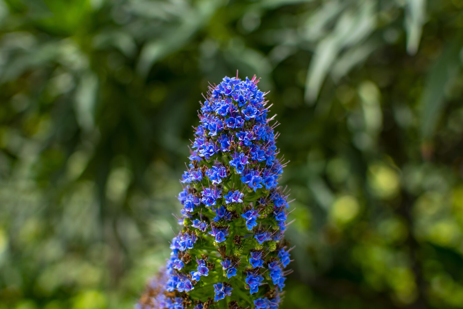 Nikon D3300 sample photo. Nature, flowers, plant photography