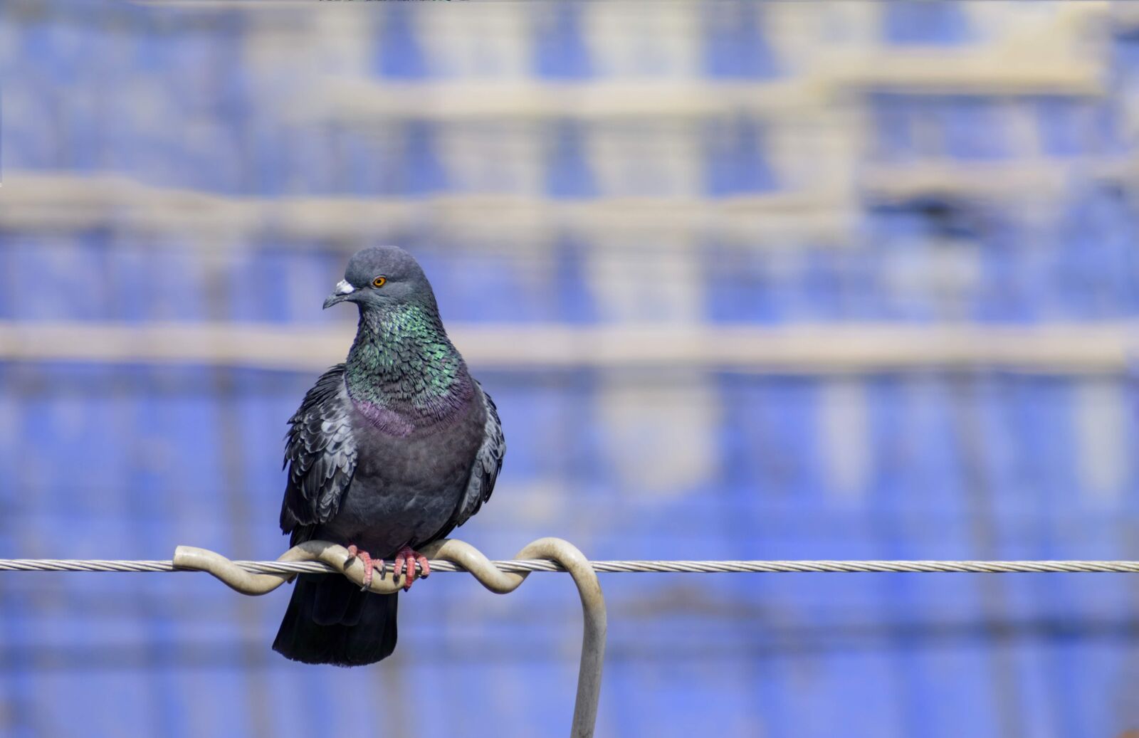 Nikon D3400 sample photo. Pigeon, perched, pigeon perched photography