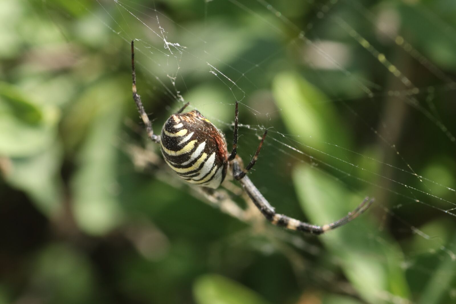 Tamron SP 90mm F2.8 Di VC USD 1:1 Macro sample photo. Spider, poisonous, summer photography
