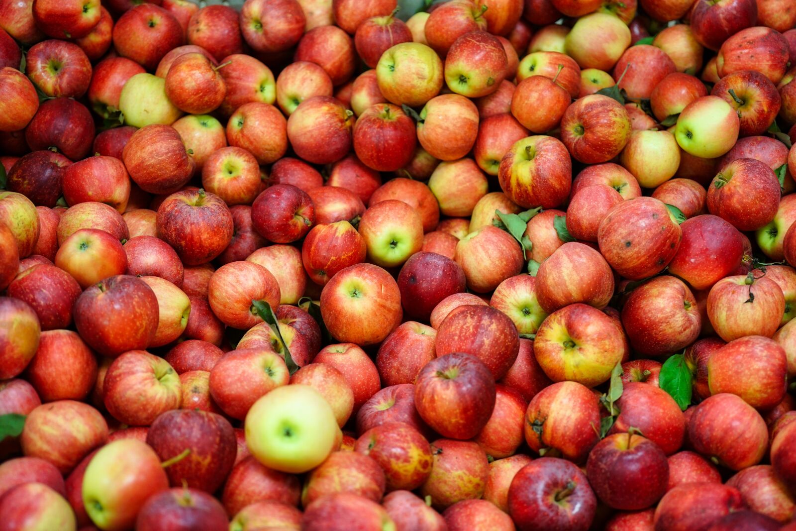Sony FE 50mm F2.8 Macro sample photo. Apples, harvest, fruits photography