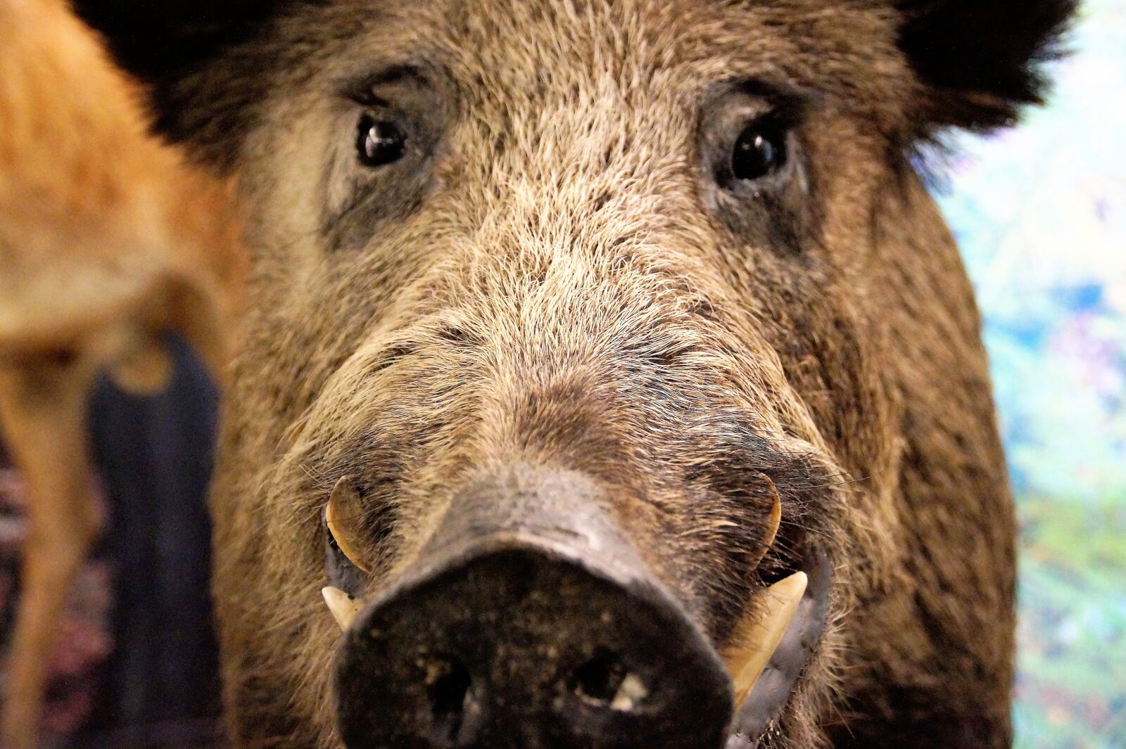 Sony SLT-A58 sample photo. Pig, wild, wild boar photography
