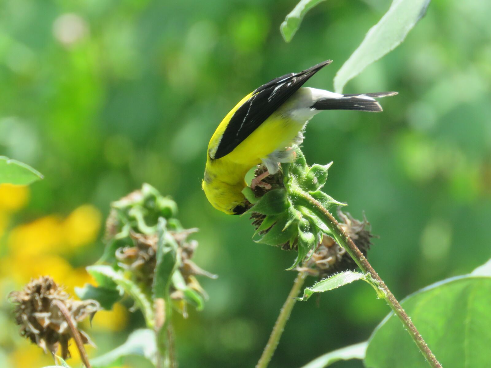 Canon PowerShot SX60 HS sample photo. Goldfinch, sunflowers, bird photography