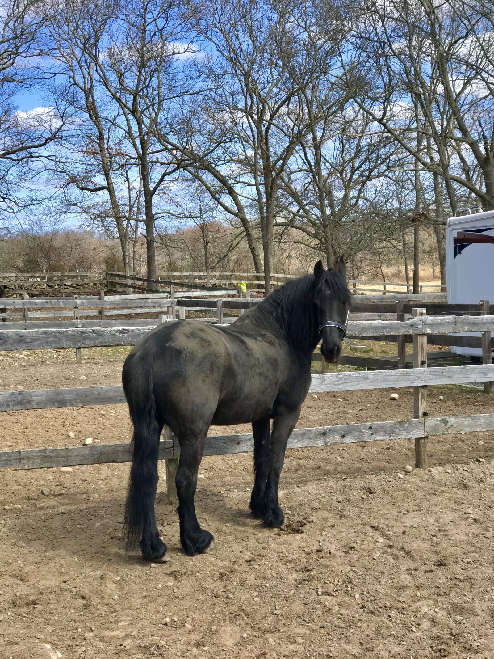 Apple iPhone 7 Plus sample photo. Friesian, horse, fresian photography