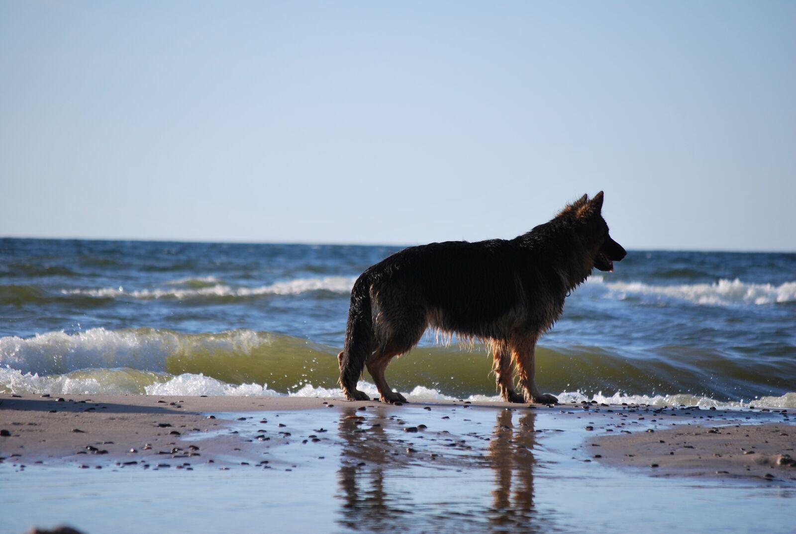 Nikon D60 sample photo. Dog, nature, the baltic photography