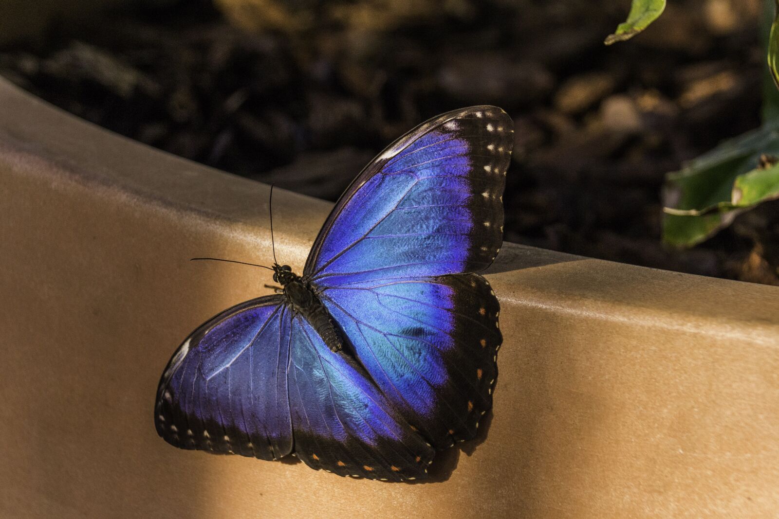 Canon EOS 60D sample photo. Butterfly, blue, nature photography