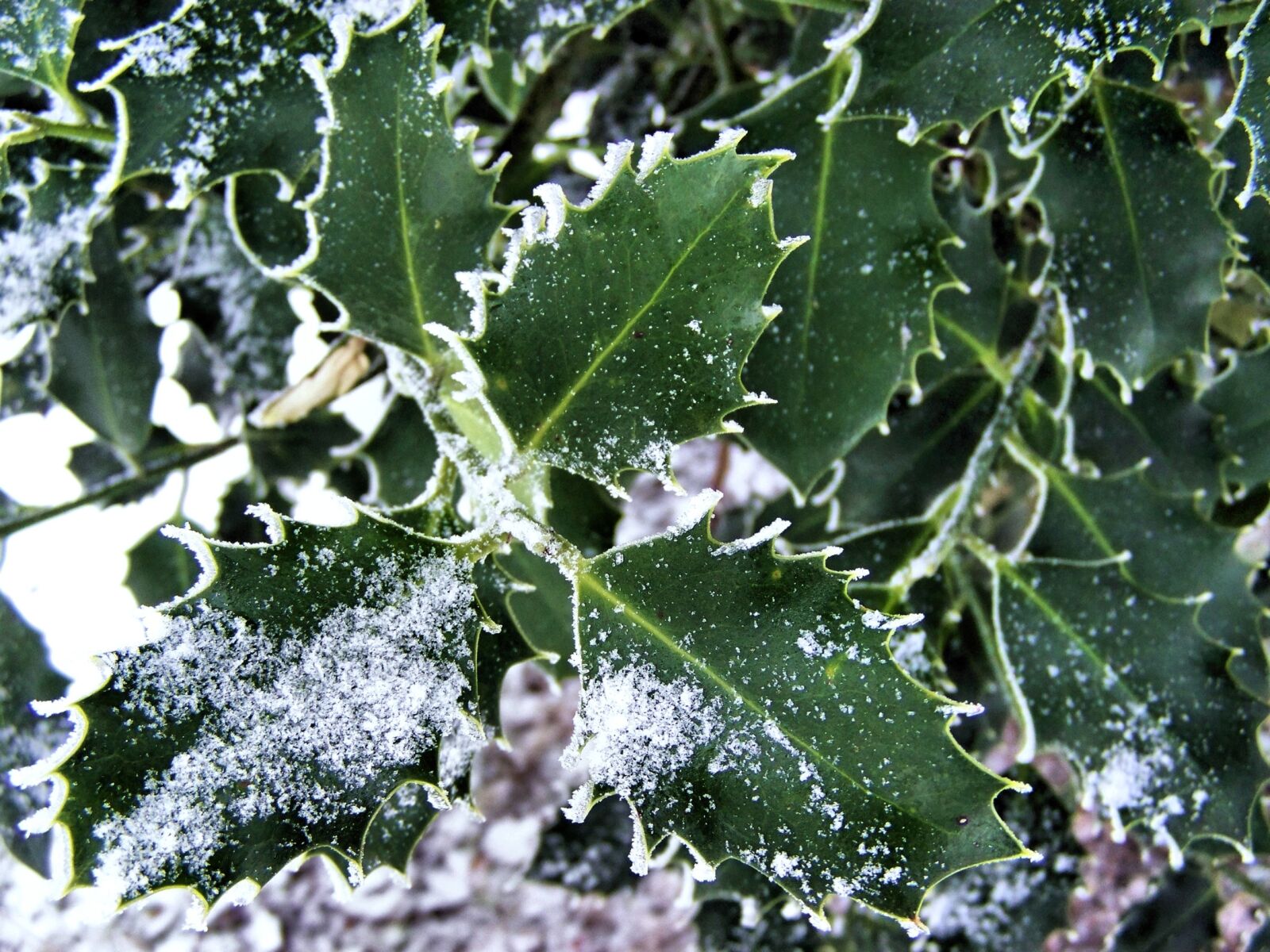 Kodak EASYSHARE ZD710 ZOOM DIGITAL CAMERA sample photo. Ilex, hoarfrost, winter photography