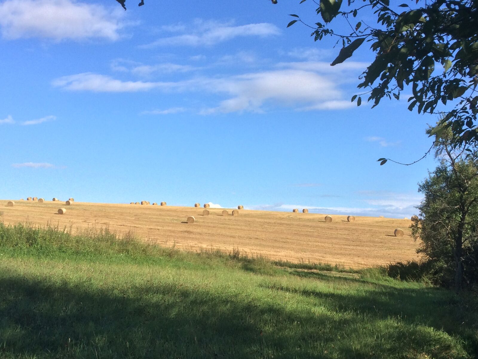 iPhone 5s back camera 4.15mm f/2.2 sample photo. Arable, wheat, harvest photography