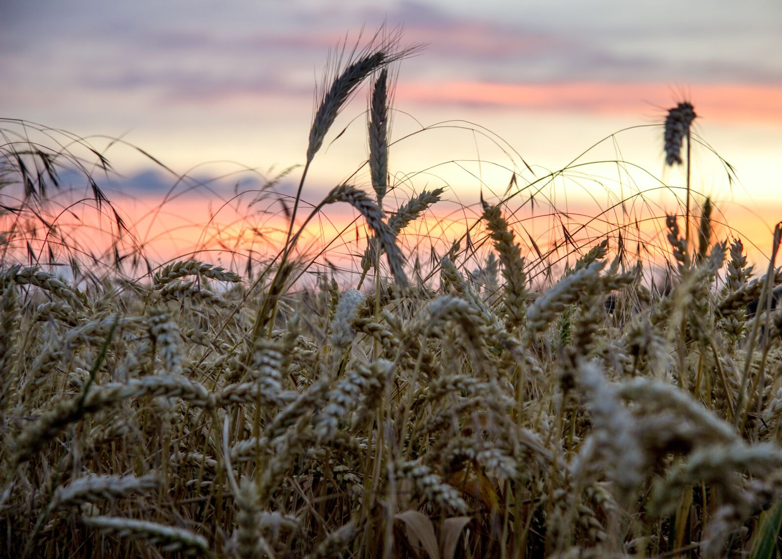 Canon EF-S 17-85mm F4-5.6 IS USM sample photo. Beginning of summer, cornfield photography