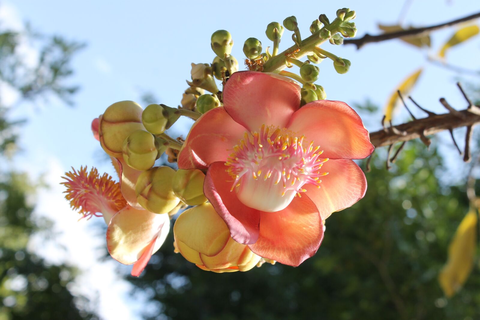 Canon EOS 1100D (EOS Rebel T3 / EOS Kiss X50) sample photo. Strand, flowers, buddha photography