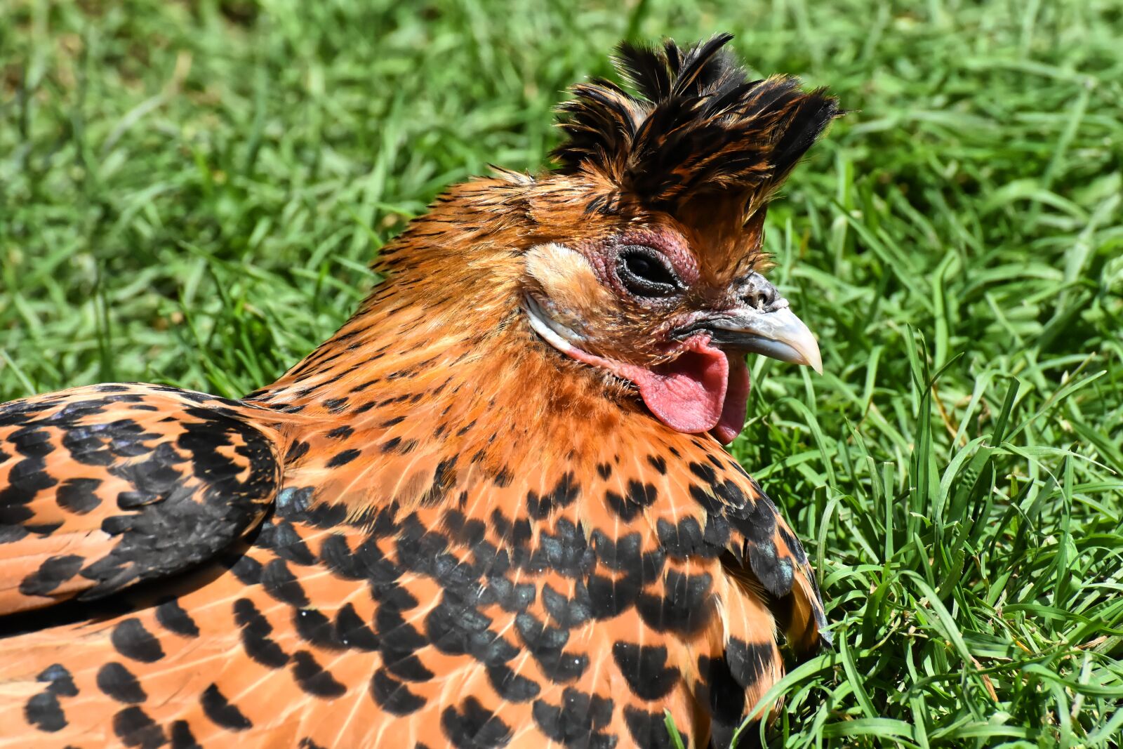 Nikon D7200 sample photo. Portrait, chicken, poultry photography