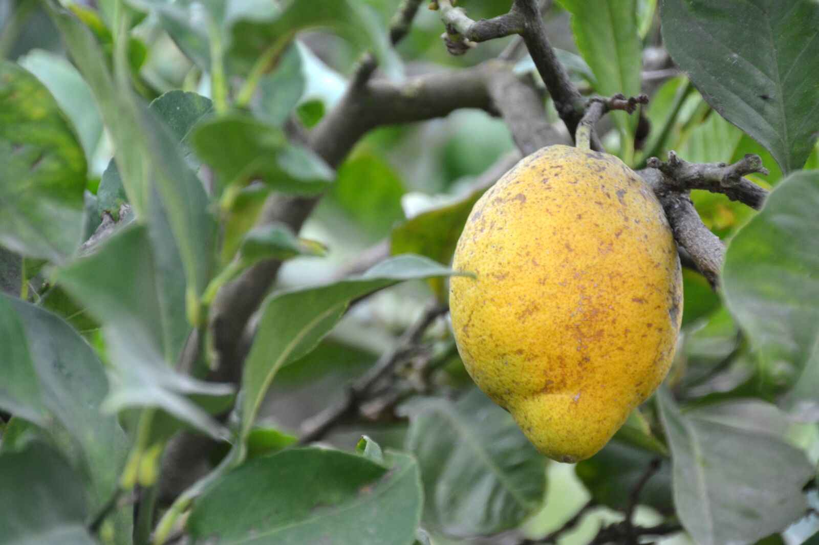 Nikon D5100 sample photo. Lemon, tree, citrus fruits photography