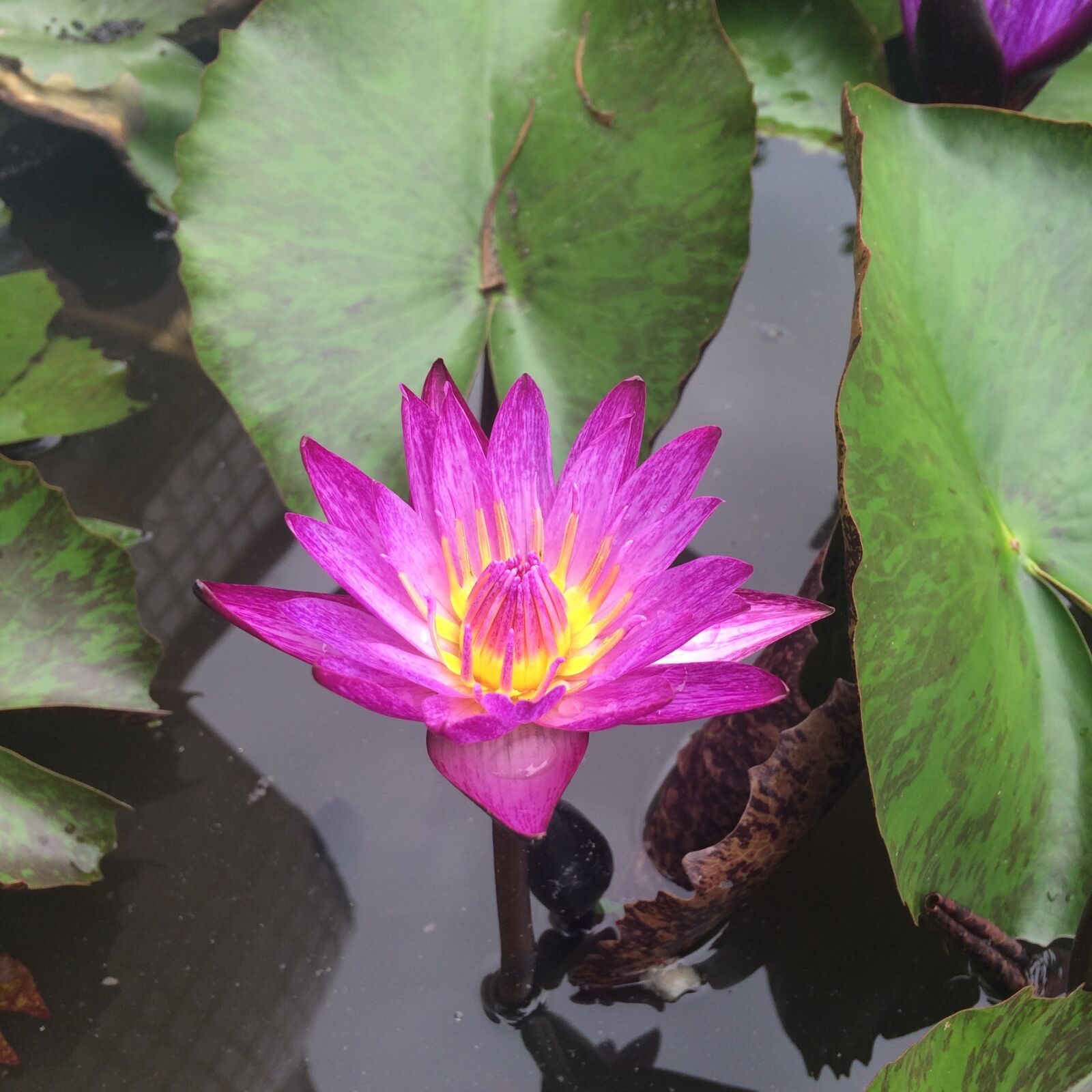 iPhone 5s back camera 4.15mm f/2.2 sample photo. Flowers, lotus, peace photography