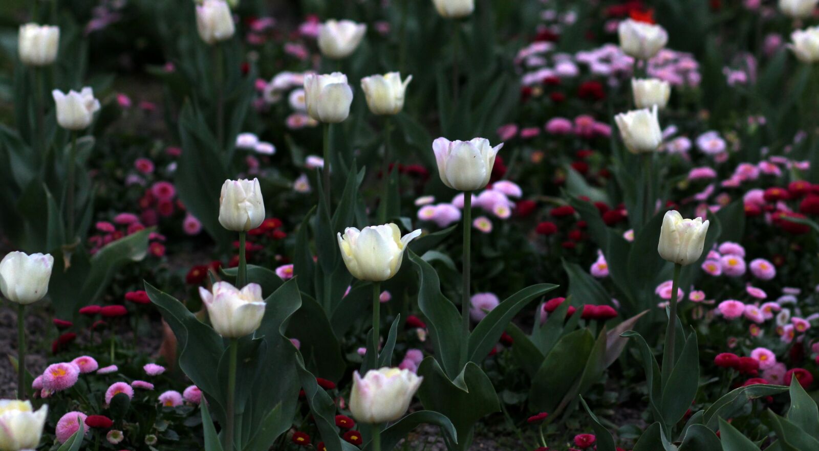 Canon EF 85mm F1.8 USM sample photo. Tulips, flowers, supplies photography