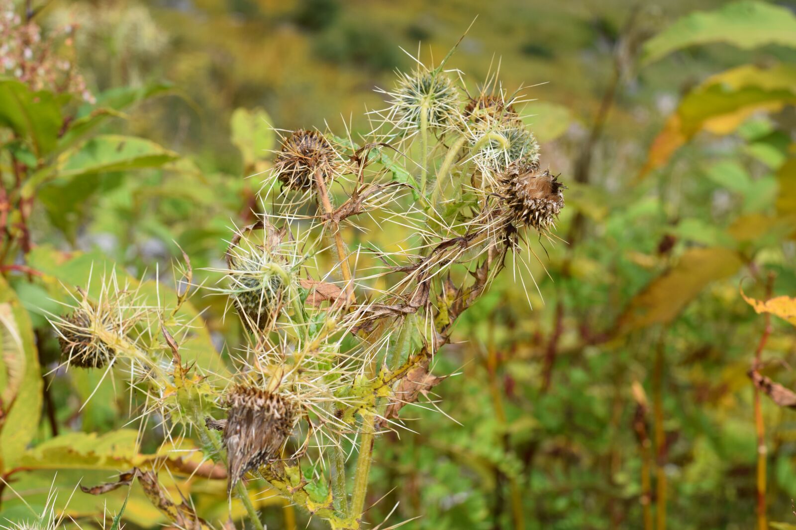 Nikon D5300 sample photo. Valley of flowers, flowers photography