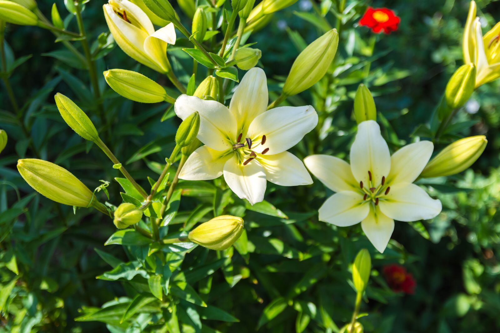 Nikon D7200 sample photo. Flowers, garden, petals photography
