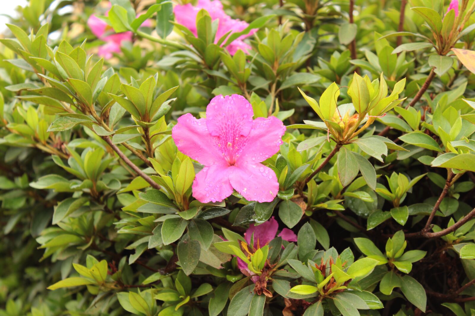 Canon EOS 600D (Rebel EOS T3i / EOS Kiss X5) sample photo. Flower, nature, garden photography